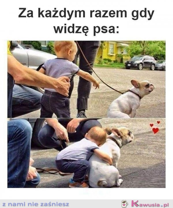 Za każdym razem gdy widzę psa