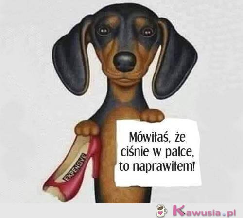 Kocham mojego pieseła