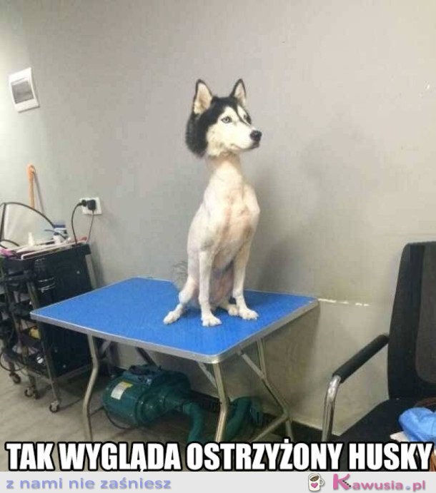 NIGDY NIE STRZYŻCIE HUSKY!