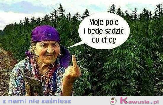 Moje pole