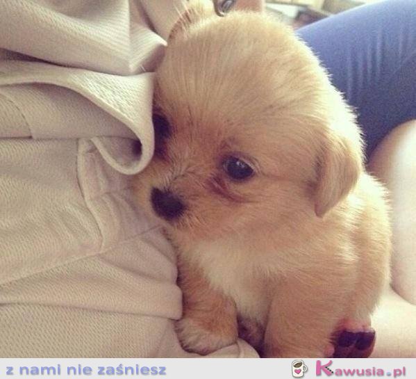 Słodki szczeniaczek