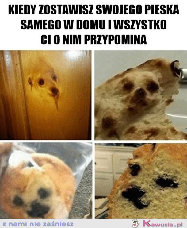 MÓJ PIESEK ZOSTAŁ SAM