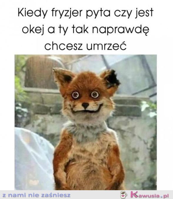 Kiedy fryzjer pyta