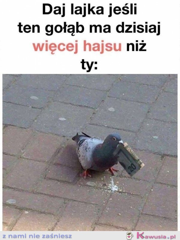 Daj like jeśli ten gołąb