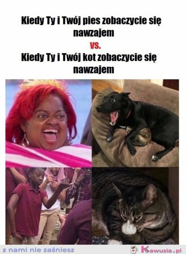 Pieseł kontra koteł