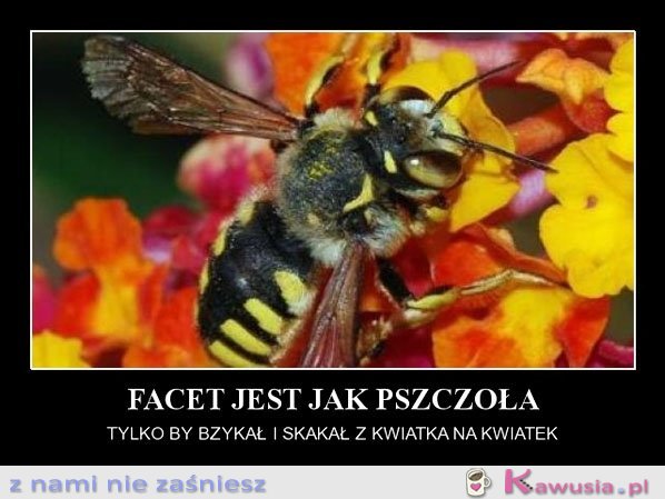 Facet jest jak pszczoła