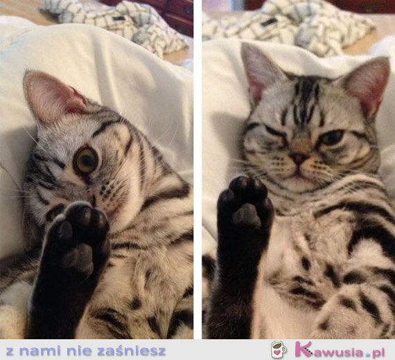 Co tam jest na tej łapce