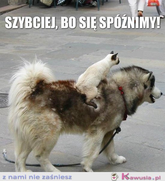 Szybciej, bo się