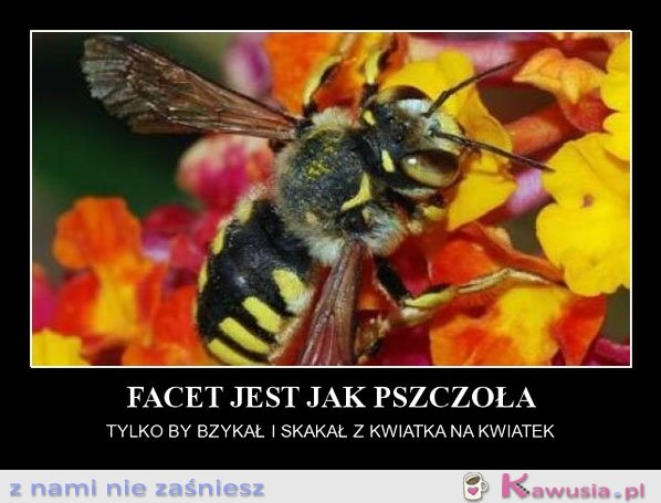 Facet jest jak pszczoła