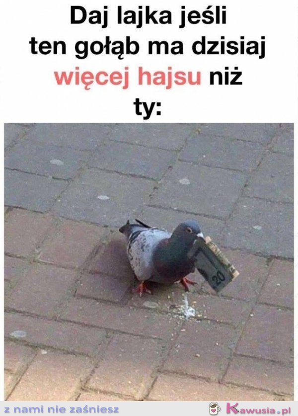 Daj like jeśli ten gołąb