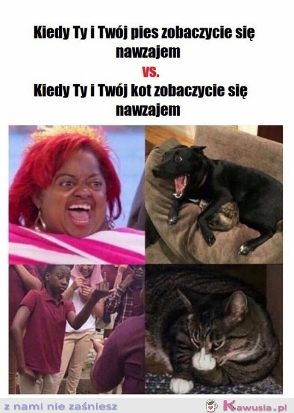 Pieseł kontra koteł