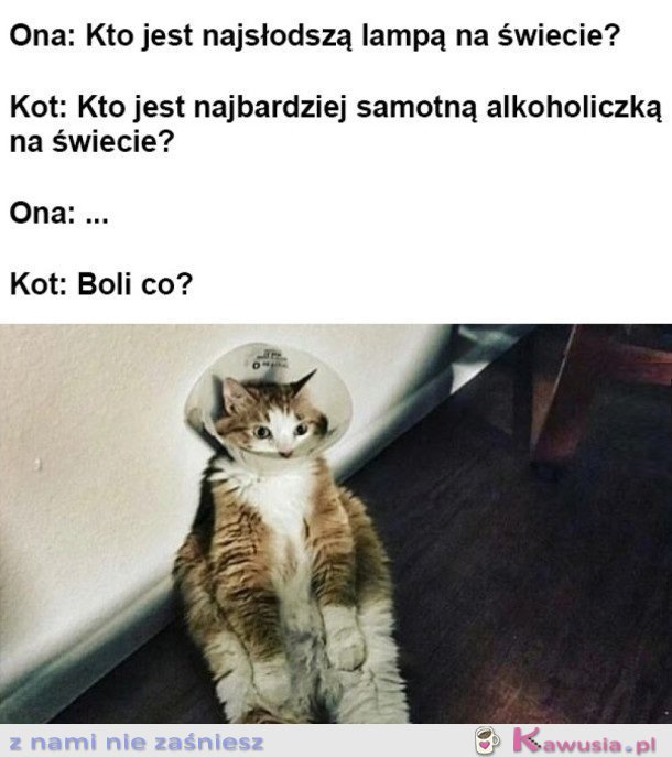 ROZMOWA Z KOTEM
