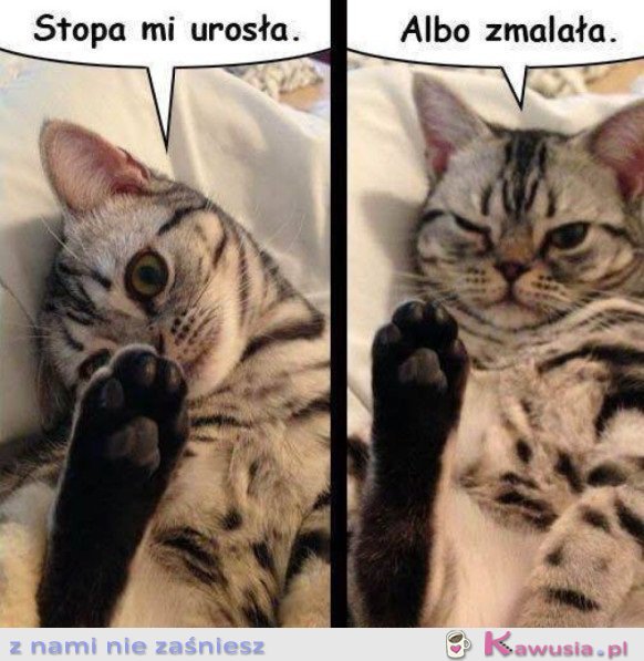 Już sam nie wiem