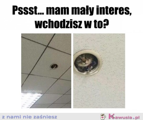 Jak on tam wlazł?