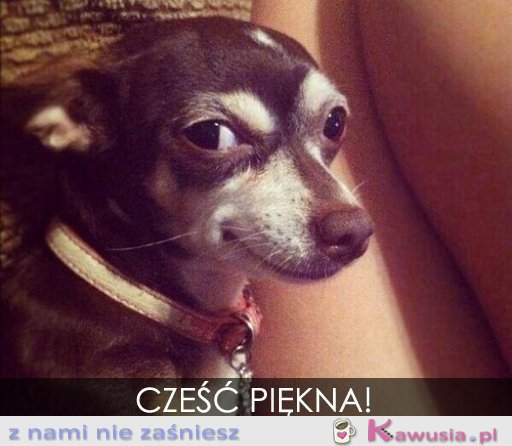Cześć piękna