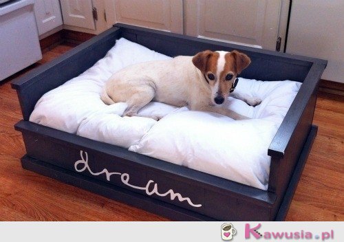 Ł&oacute;żeczko dla psa