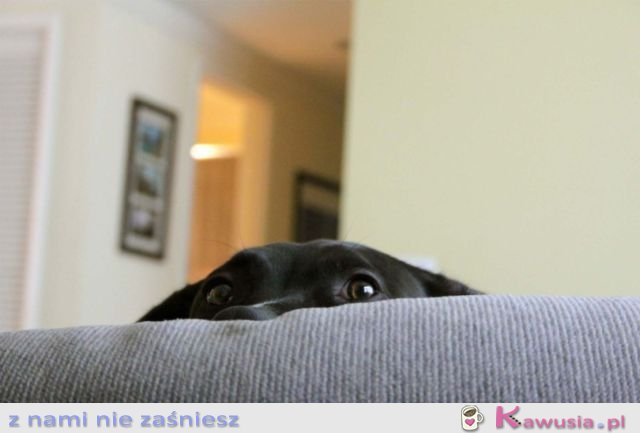 Czy te oczy mogą kłamać.