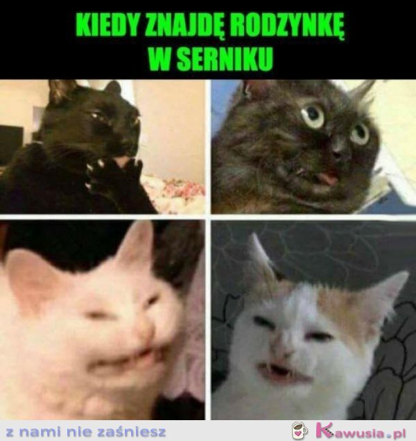 Sernik? Rodzynek? Bleee