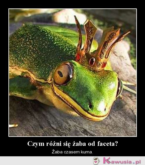 Żaba vs facet