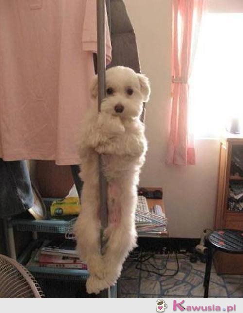 Pole dance