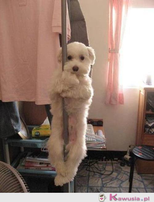 Pole dance