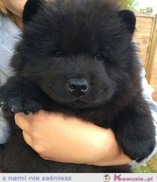Czy to pies czy niedźwiedź