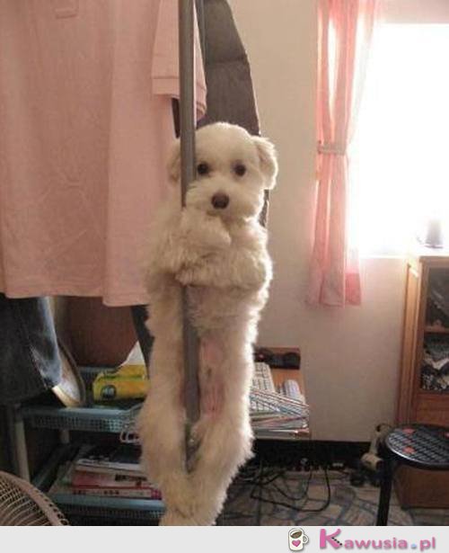 Pole dance