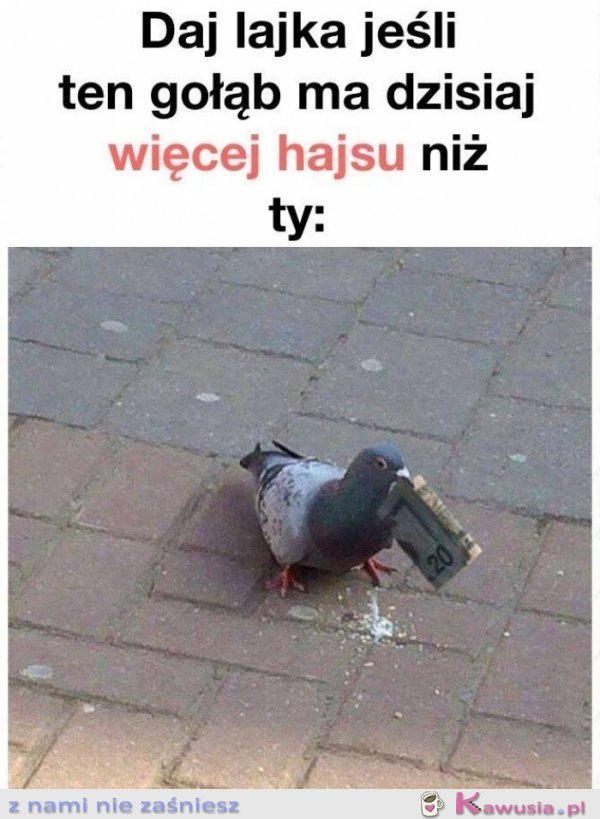 Daj like jeśli ten gołąb