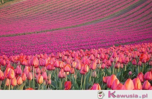 Piękne pole tulipan&oacute;w