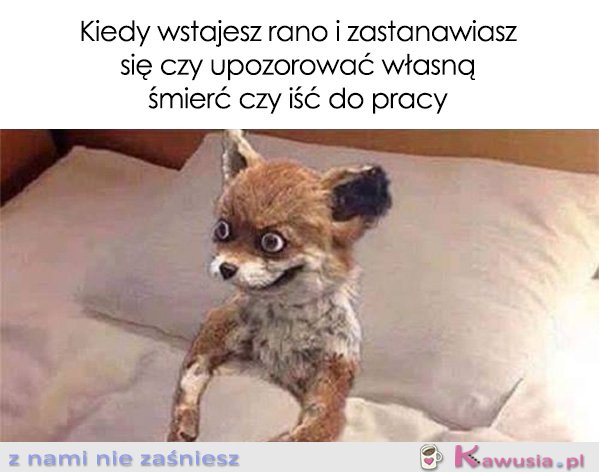 Kiedy wstajesz rano i zastanawiasz się...