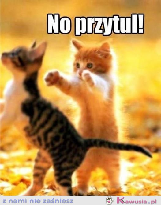 No przytul
