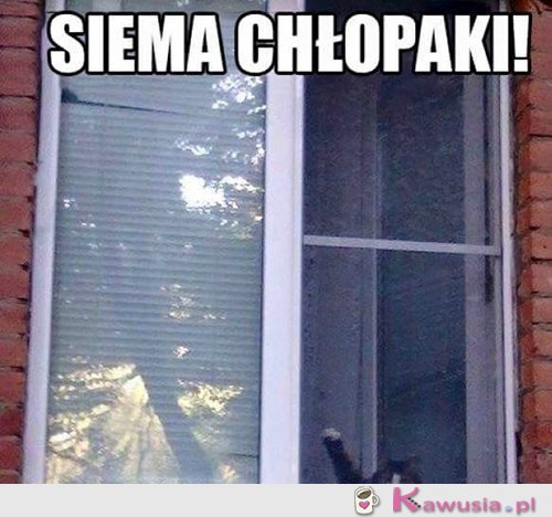 Siemanko...