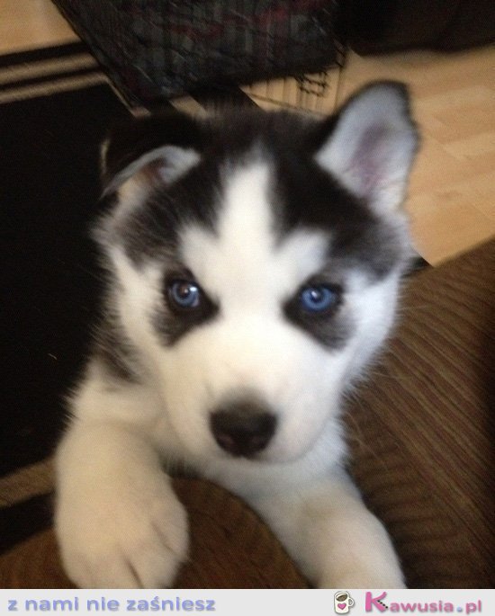 Śliczny niebieskooki husky