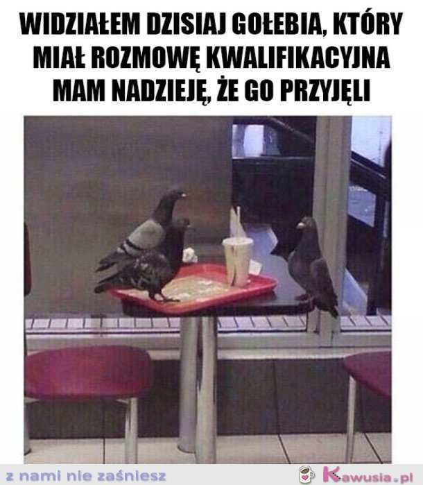 GOŁĄB NA ROZMOWIE KWALIFIKACYJNEJ