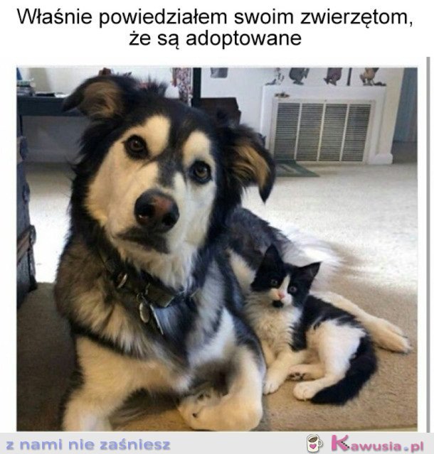 Własnie się dowiedziały