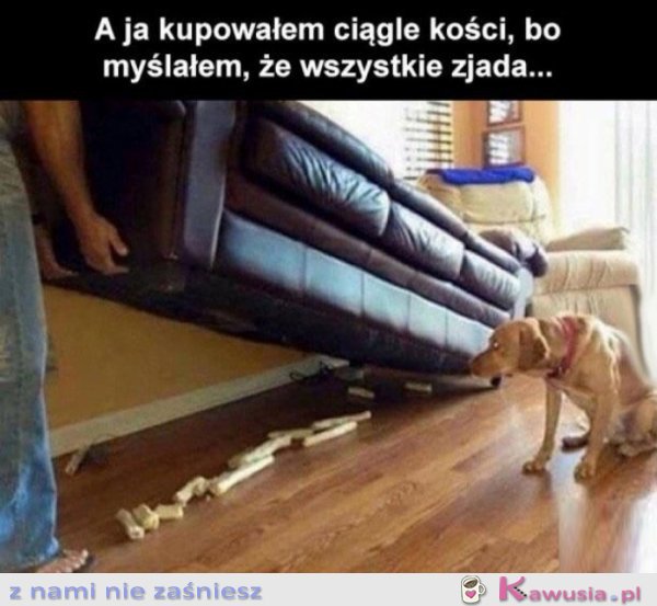Każdy pies jest taki sam