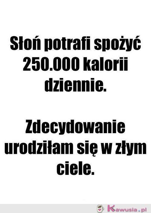 Jestem słoniem...