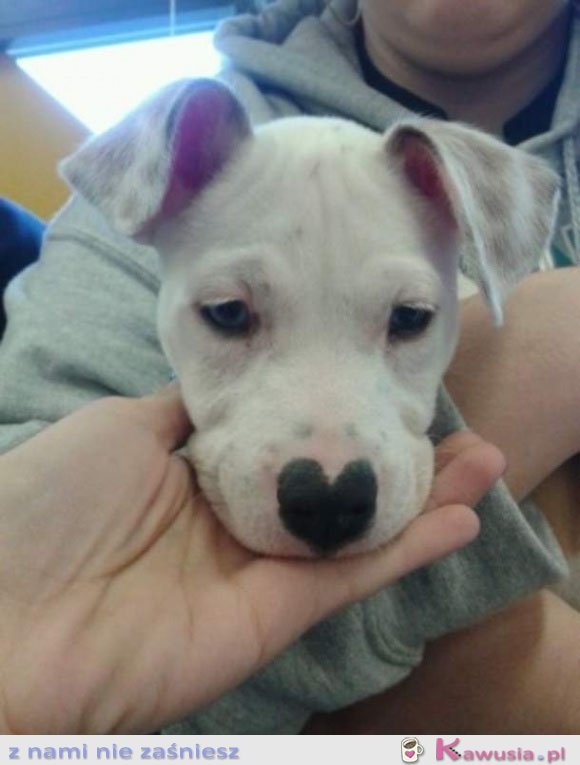 Najsłodszy pitbull na świecie