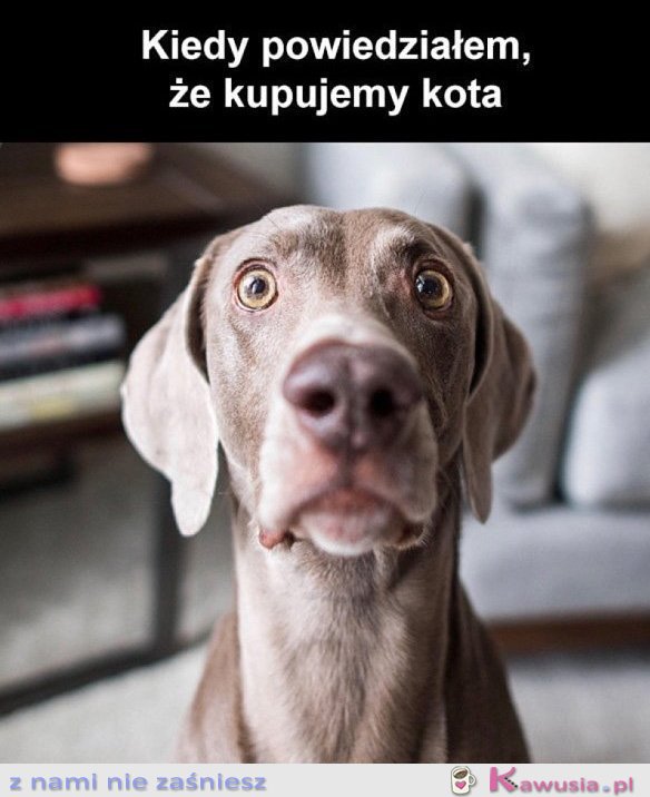 Chyba kupimy sobie kotka