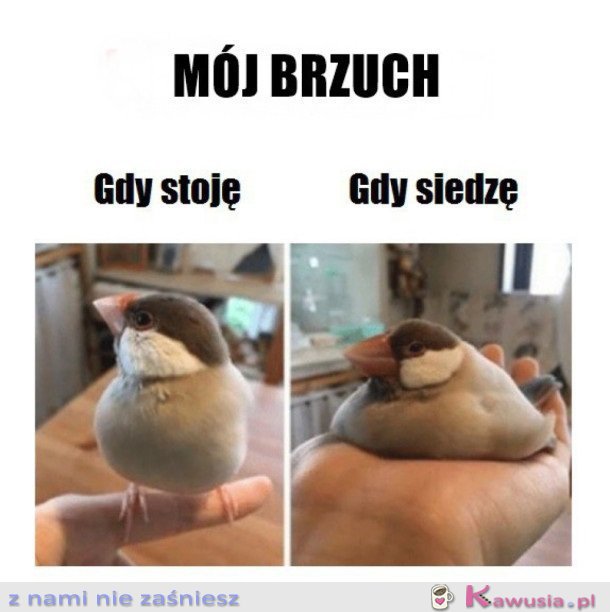 MÓJ BRZUCH