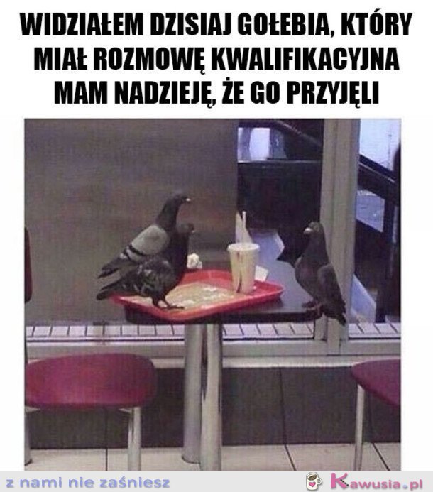 GOŁĄB NA ROZMOWIE KWALIFIKACYJNEJ