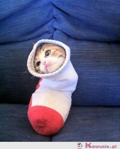 Słodki kotek