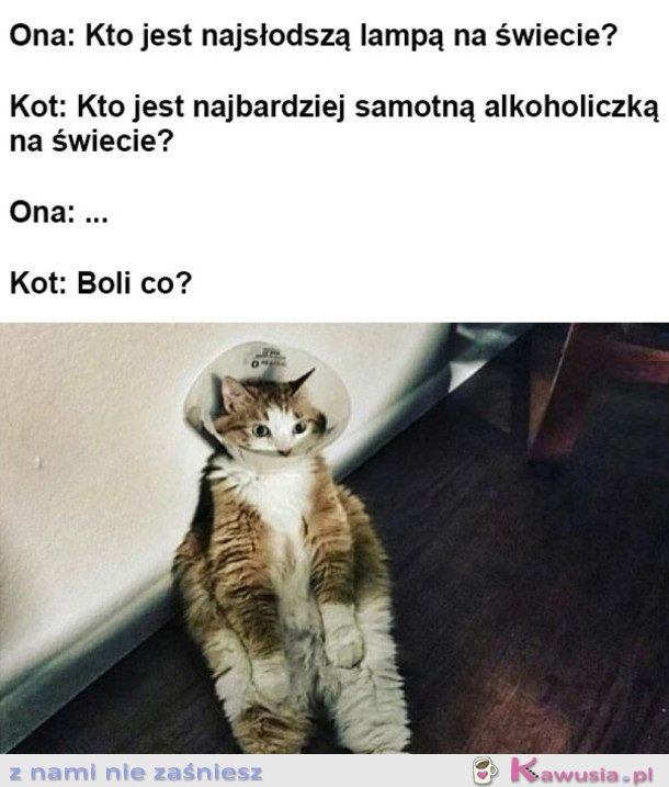 ROZMOWA Z KOTEM