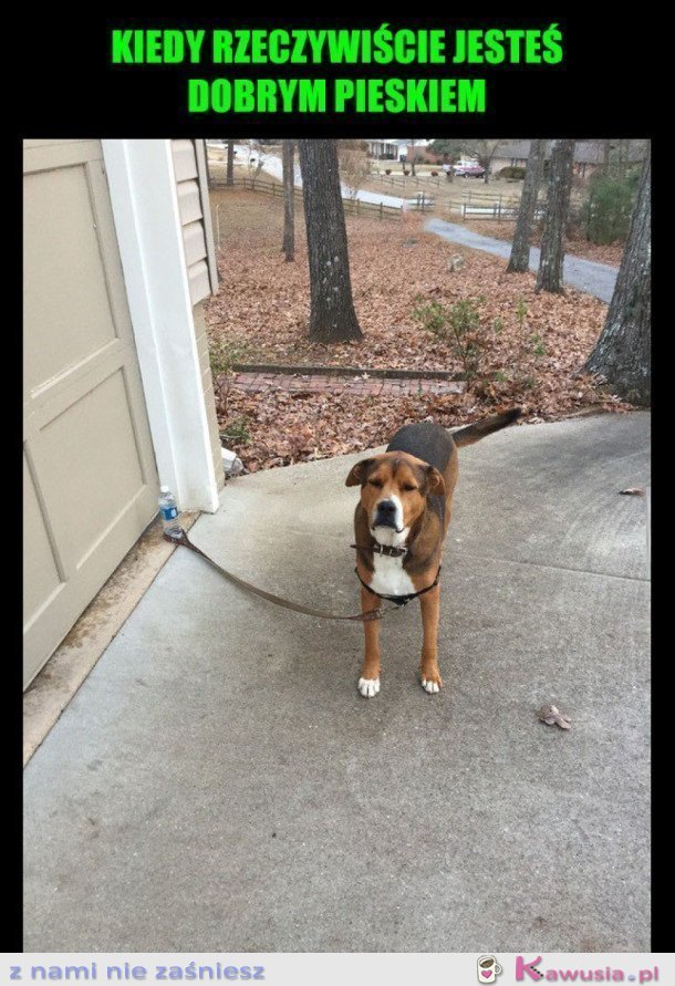GOOD BOY