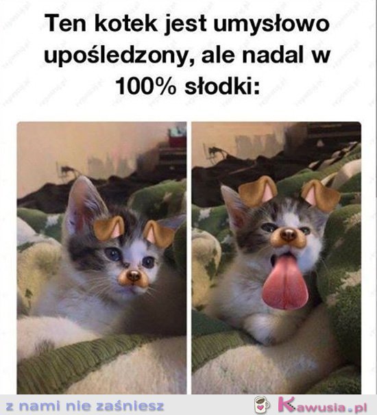 Ten kotek jest umysłowo upośledzony