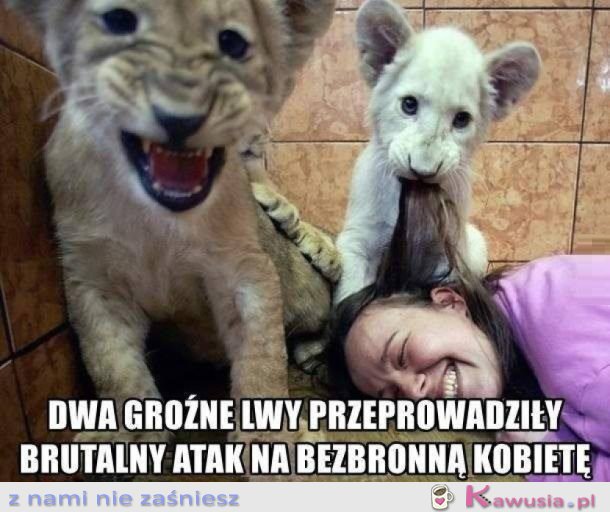 KRWIOŻERCZE LWY