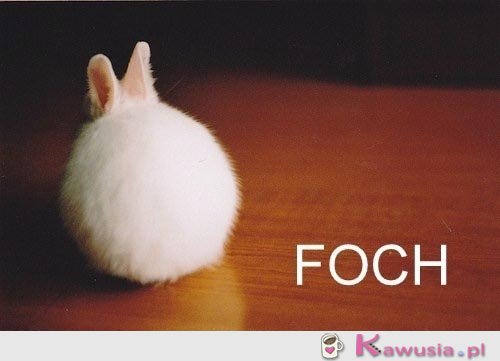 Foch   