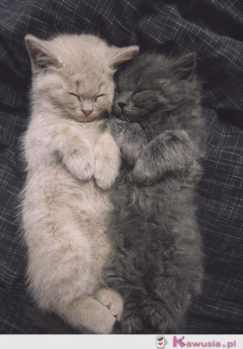 Słodko śpią kociaki