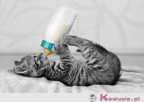 Kotek