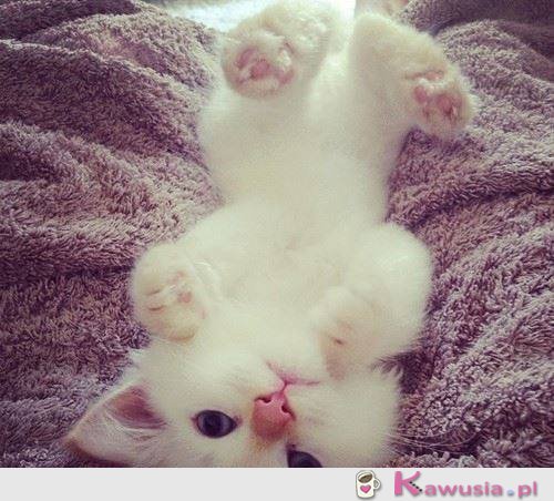 Słodki kociak